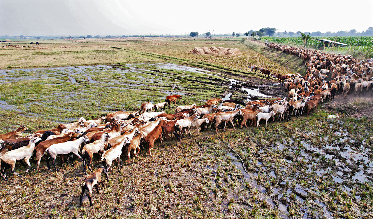 Sheep-Distribution-Scheme image3